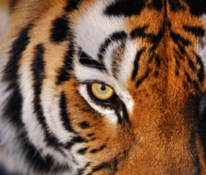 Illegal Wildlife Trade